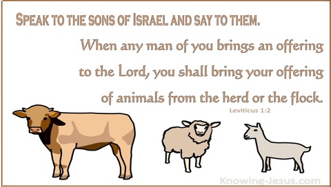 Leviticus 1:2 Bring Your Offering Of Animals From The Herd Or The Flock (white)